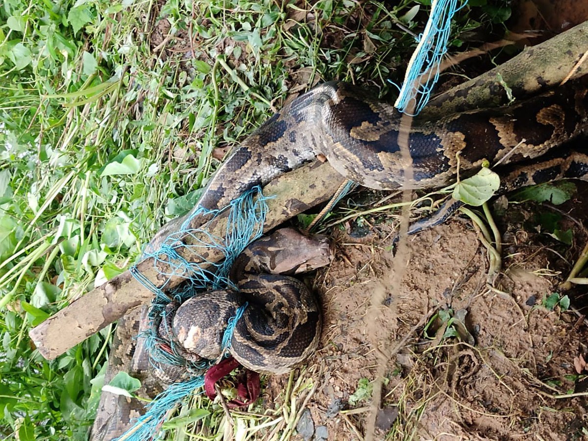 ಬಲೆಯಲ್ಲಿ ಸಿಲುಕಿದ ಹೆಬ್ಬಾವಿನ ರಕ್ಷಣೆ