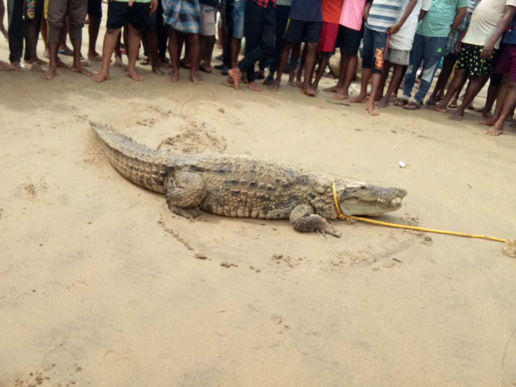 ಮೀನು ಬಲೆಯಲ್ಲಿ ಸಿಲುಕಿಕೊಂಡ ಮೊಸಳೆ