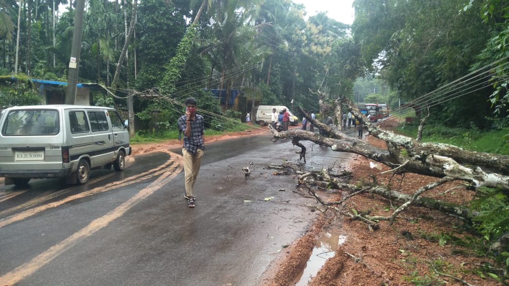 ಪುತ್ತೂರು: ರಸ್ತೆಗೆ ಬಿದ್ದ ಮರ; ವಾಹನ ಸಂಚಾರ ವ್ಯತ್ಯಯ