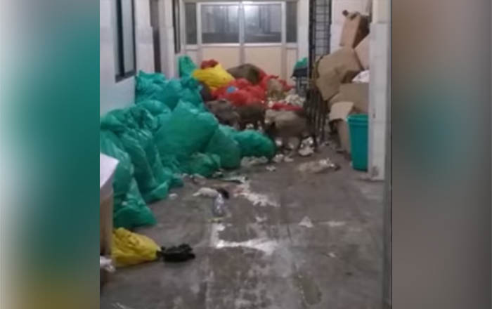 ರಾಯಚೂರು ಕೋವಿಡ್ ಆಸ್ಪತ್ರೆಯಲ್ಲಿ ಹಂದಿಗಳ ಹಾವಳಿ