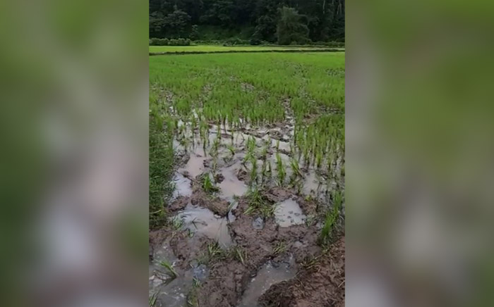 ಮಡಿಕೇರಿ; ಮತ್ತೆ ಕಾಡಾನೆಗಳ ಲಗ್ಗೆ: ಹಲವು ಗದ್ದೆಗಳಿಗೆ ಹಾನಿ