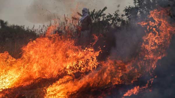 ಅಮೆಝಾನ್ ಕಾಡ್ಗ್ಚಿಚ್ಚುಗಳಿಂದ ದಟ್ಟಾರಣ್ಯದ ಗಾಳಿ ವಿಷಮಯ: ಅಧ್ಯಯನ ವರದಿ