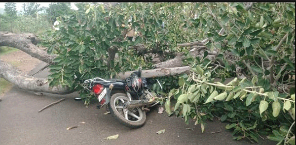 ಚಲಿಸುತ್ತಿದ್ದ ಬೈಕ್ ಮೇಲೆ ಉರುಳಿಬಿದ್ದ ಆಲದ ಮರ: ಇಬ್ಬರಿಗೆ ಗಾಯ