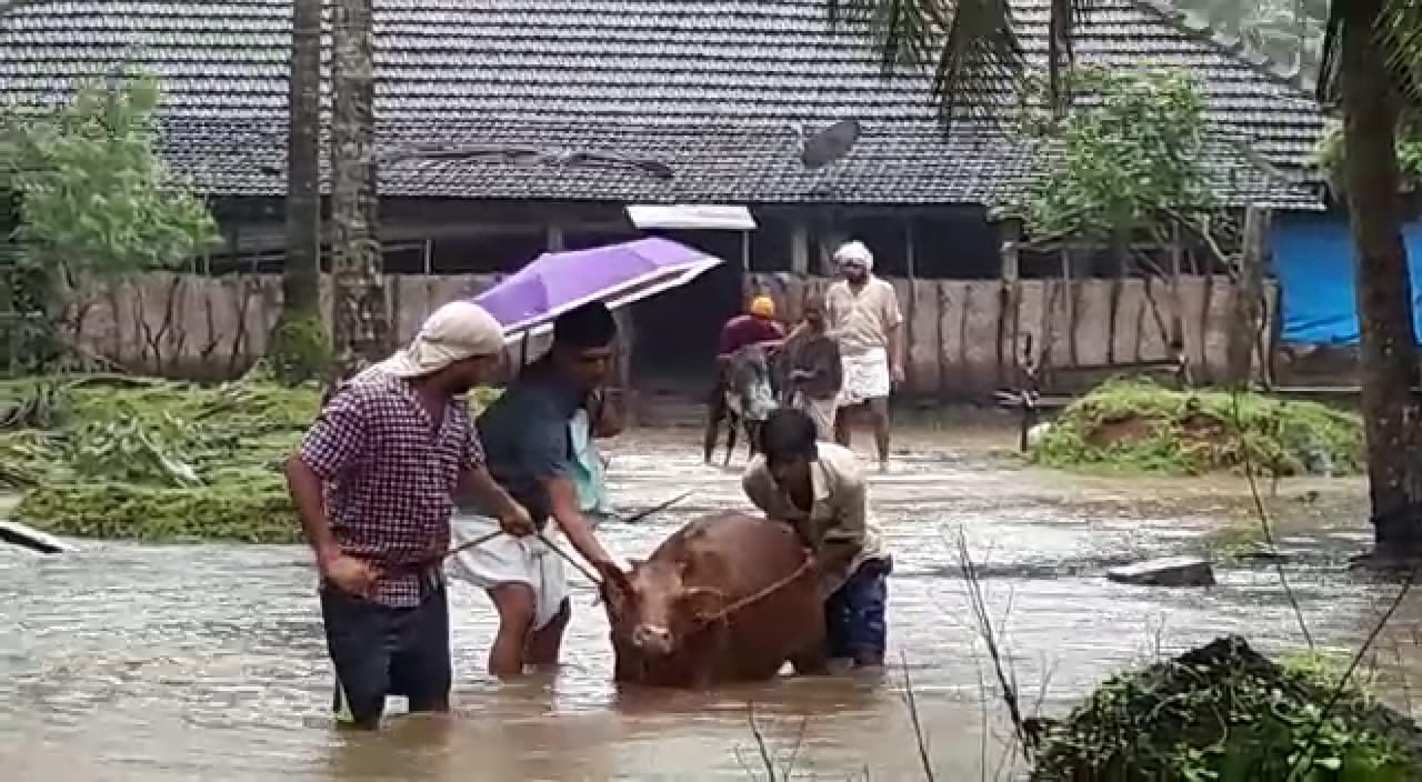 ನೆರೆಗೆ ಸಿಕ್ಕ ಅದಮಾರು ಮಠದ ಹಸುಗಳ ರಕ್ಷಣೆ