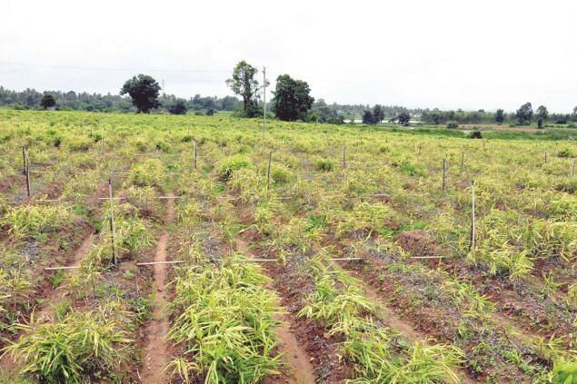 ಪಾತಾಳಕ್ಕೆ ಕುಸಿದ ಶುಂಠಿ ಬೆಲೆ: ಸಂಕಷ್ಟಕ್ಕೆ ಸಿಲುಕಿದ ರೈತರು