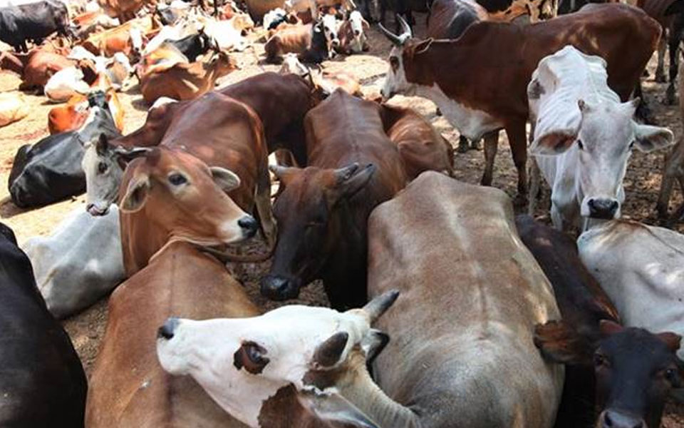 ಉತ್ತರ ಪ್ರದೇಶ: ಈ ವರ್ಷ ರಾಷ್ಟ್ರೀಯ ಭದ್ರತಾ ಕಾಯಿದೆಯಡಿ ಬಂಧಿತರ ಪೈಕಿ ಅರ್ಧಕ್ಕಿಂತ ಹೆಚ್ಚು ಮಂದಿ ಗೋಹತ್ಯೆ ಆರೋಪಿಗಳು