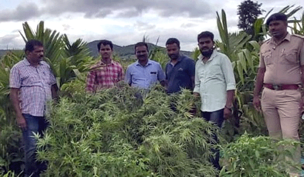 ಶಿಕಾರಿಪುರ: ಹೊಲದಲ್ಲಿ ಗಾಂಜಾ ಬೆಳೆ; 27.5 ಕೆಜಿ ತೂಕದ ಹಸಿ ಗಿಡಗಳು ವಶಕ್ಕೆ