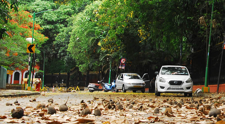 ಕಬ್ಬನ್‍ ಪಾರ್ಕ್ ನಲ್ಲಿ ವಾಹನ ಸಂಚಾರ ನಿಷೇಧಕ್ಕೆ ವಿಜ್ಞಾನಿಗಳ ತಂಡ ಶಿಫಾರಸ್ಸು
