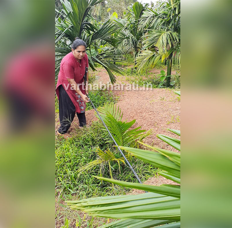 ಅಡಿಕೆ ಬೆಳೆಗೆ ಹನಿ ನೀರಾವರಿ ಅಳವಡಿಕೆ: ಯಶಸ್ಸು ಕಂಡ ಪುತ್ತೂರಿನ ರೈತ ಮಹಿಳೆ