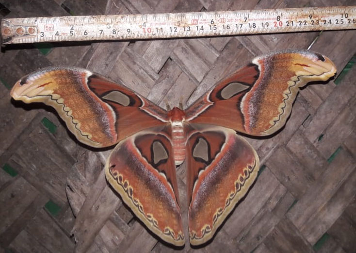 ಪರ್ಕಳದಲ್ಲಿ ಕಂಡುಬಂದ ಬೃಹದಾಕಾರದ ಪಾತರಗಿತ್ತಿ!