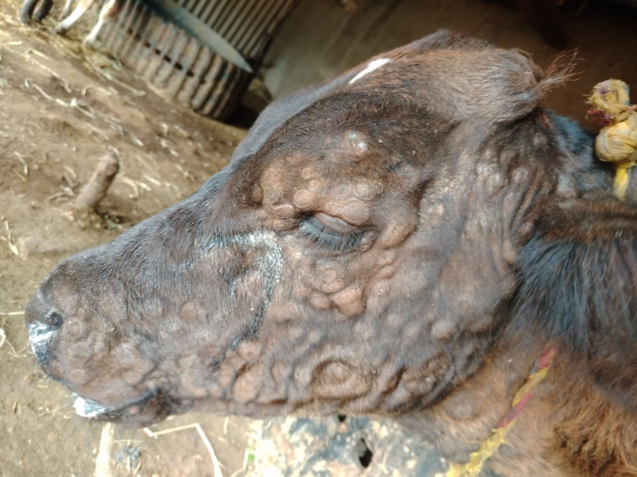 ಉಡುಪಿ ಜಿಲ್ಲೆಯ ಕೆಲವೆಡೆ ಜಾನುವಾರುಗಳಲ್ಲಿ ಲುಂಪಿ ಚರ್ಮರೋಗ