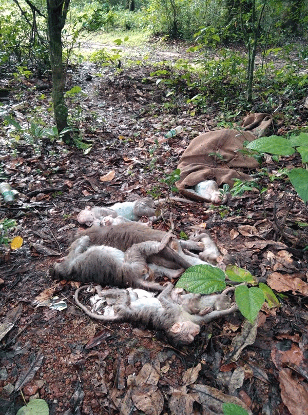 ಹೆಬ್ರಿ: ಮಂಗಗಳ ಸಾಮೂಹಿಕ ಹತ್ಯೆ; ಗೋಣಿಚೀಲಗಳಲ್ಲಿ ಕಳೇಬರಗಳು ಪತ್ತೆ