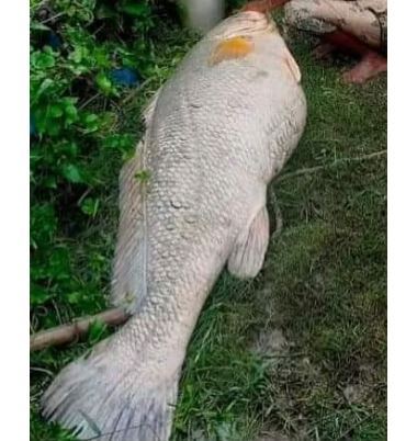 ದೈತ್ಯ ಮೀನಿನಿಂದ ಒಂದೇ ದಿನದಲ್ಲಿ ಲಕ್ಷಾಧಿಪತಿಯಾದ ಬಡ ವೃದ್ಧೆ