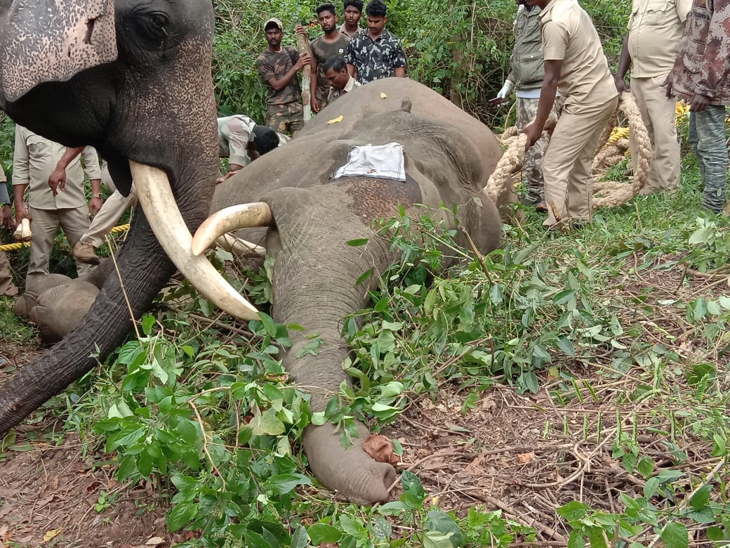ಗೋಣಿಕೊಪ್ಪ: ಗ್ರಾಮಸ್ಥರಲ್ಲಿ ಆತಂಕ ಮೂಡಿಸಿದ್ದ ಕಾಡಾನೆ ಸೆರೆ