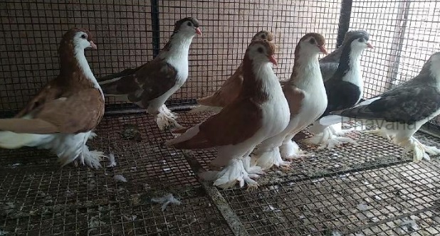 ಭಟ್ಕಳ : ಪಾರಿವಾಳ ಕಳವು ಪ್ರಕರಣ ; ಆರೋಪಿ ಸೆರೆ