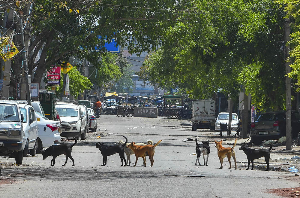 ಮೂವರು ಪಾದಚಾರಿಗಳ ಮೇಲೆ ಹುಚ್ಚು ನಾಯಿ ದಾಳಿ