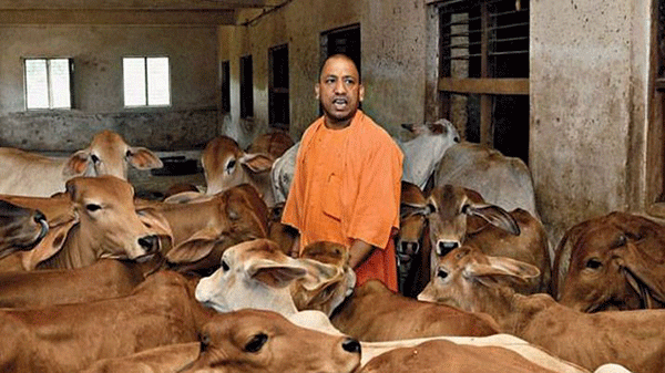 ಉತ್ತರ ಪ್ರದೇಶ: ಬಿಡಾಡಿ ದನಗಳ ದತ್ತು ಯೋಜನೆಗೆ ನೀರಸ ಸ್ಪಂದನ