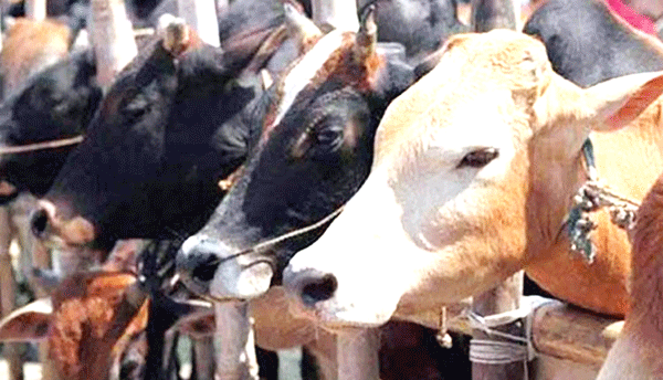 ಗೋಹತ್ಯೆ, ‘ಲವ್ ಜಿಹಾದ್’ ಕಾಯ್ದೆಗಳ ಅಸಲಿ ಉದ್ದೇಶ