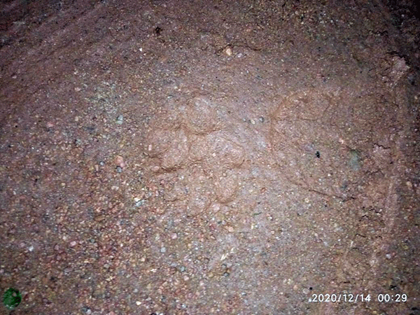 ಕಾಪು ಕಲ್ಯ ಪರಿಸರದಲ್ಲಿ ಚಿರತೆ ಓಡಾಟ: ಹೆಜ್ಜೆಯ ಗುರುತು, ರಕ್ತದ ಕಲೆಗಳು ಪತ್ತೆ