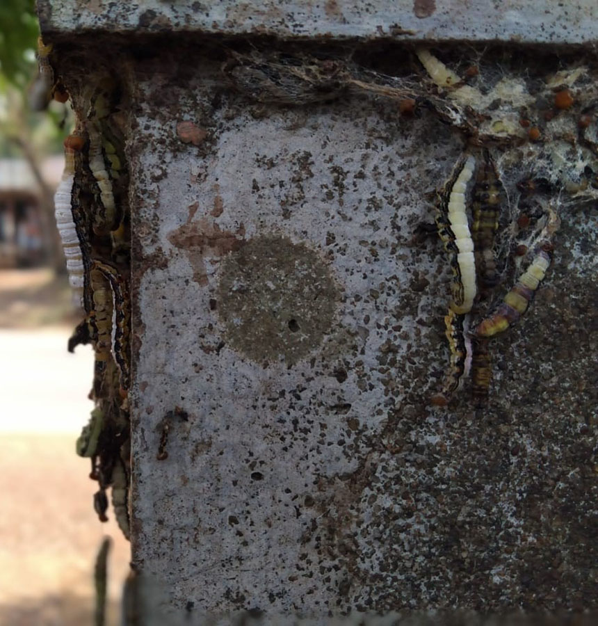 ಚೇರ್ಕಾಡಿ ಶಾಲಾ ಪರಿಸರದಲ್ಲಿ ಪತಂಗದ ಹುಳಗಳ ಹಿಂಡು !