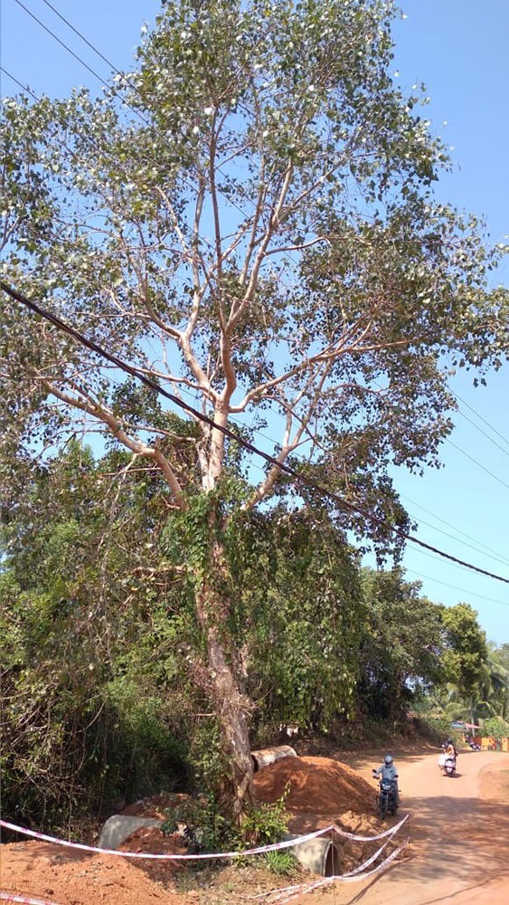 ಧರೆಗೆ ಉರುಳುವ ಭೀತಿಯಲ್ಲಿರುವ ಮರದ ರಕ್ಷಣೆಗೆ ಆಗ್ರಹ