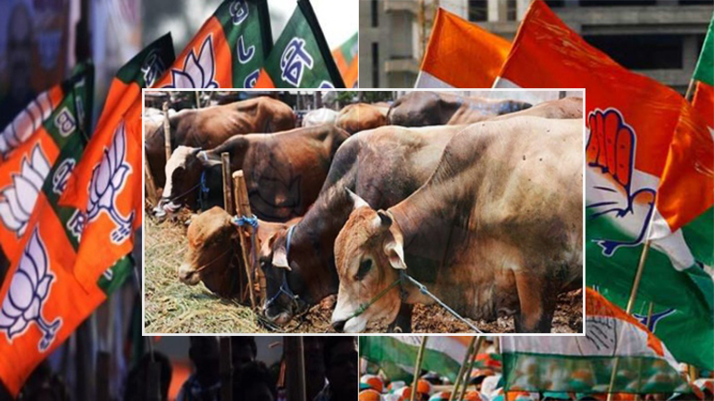 ಬಿಜೆಪಿ ಬಯಸಿದ ರಾಜ್ಯದಲ್ಲಿ ಮಾತ್ರ ಗೋ ಮಾತೆ, ಉಳಿದ ಕಡೆಯಲ್ಲಿಲ್ಲ ಅವರ ಕ್ಯಾತೆ: ಕಾಂಗ್ರೆಸ್ ಟೀಕೆ