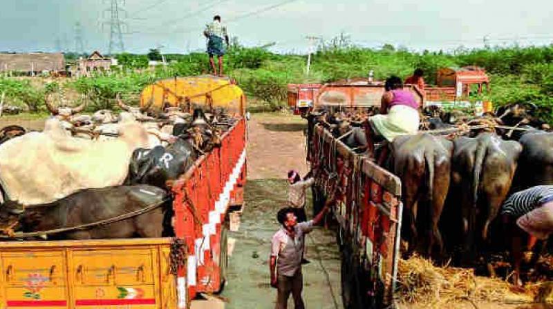 ಗೋವಾದಲ್ಲಿ ಬೀಫ್ ಕೊರತೆ: ಕರ್ನಾಟಕದ ದನ ಪೂರೈಕೆದಾರರೊಂದಿಗೆ ಗೋವಾ ಸಿಎಂ ಮಾತುಕತೆ