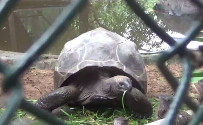 ಮಹಾಬಲಿಪುರಂ ಮೊಸಳೆ ಪಾರ್ಕ್‌ನಿಂದ ಲಕ್ಷಾಂತರ ರೂ. ಬೆಲೆ ಬಾಳುವ ಬೃಹತ್ ಆಮೆಯ ಕಳ್ಳತನ