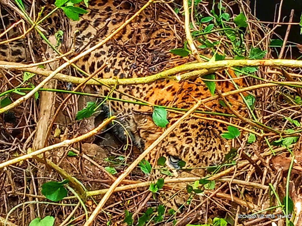 ಅಪರಿಚಿತ ವಾಹನ ಢಿಕ್ಕಿ: ರಸ್ತೆ ದಾಟುತ್ತಿದ್ದ ಚಿರತೆಗೆ ಗಂಭೀರ ಗಾಯ