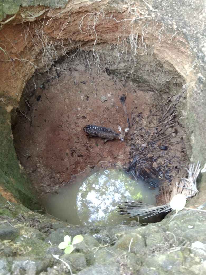 ಕುಂದಾಪುರ : ಬಾವಿಗೆ ಬಿದ್ದ ಜಿಂಕೆಯ ರಕ್ಷಣೆ