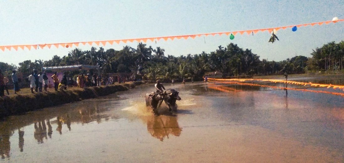 ಭಟ್ಕಳ : ಐತಿಹಾಸಿಕ ಕಂಬಳ ಮಹೋತ್ಸವ