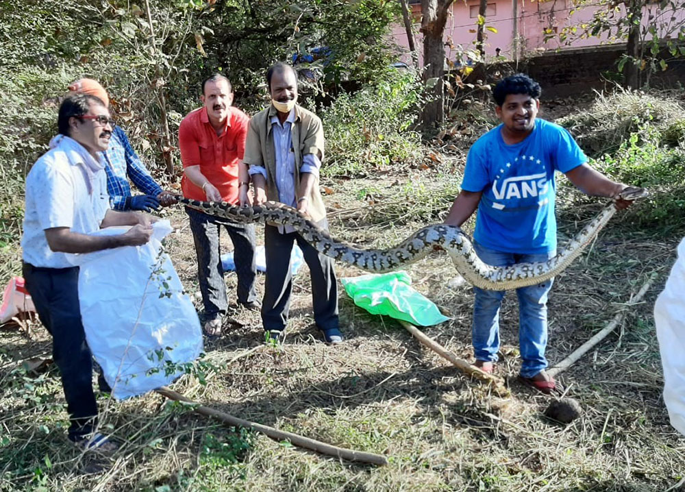 ಉಡುಪಿ ನಗರದ ಖಾಲಿ ಜಾಗದಲ್ಲಿ ನಾಲ್ಕು ಹೆಬ್ಬಾವುಗಳು ಪತ್ತೆ