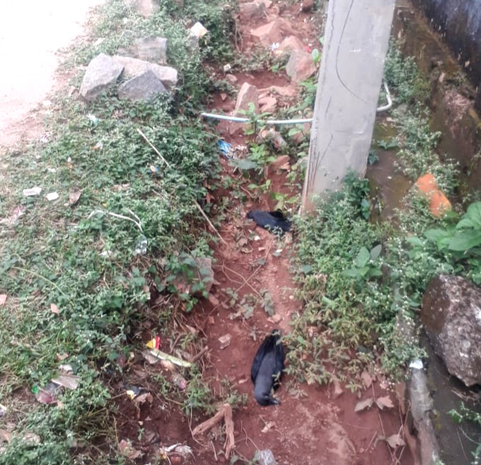 ಮಂಗಳೂರಲ್ಲಿ ಮತ್ತೆ 7 ಕಾಗೆಗಳ ಕಳೇಬರ ಪತ್ತೆ: ಹಕ್ಕಿಜ್ವರದ ಭೀತಿ