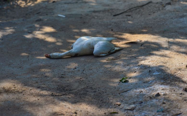 200 ಸತ್ತ ಹಕ್ಕಿಗಳು ಪತ್ತೆ: ಉತ್ತರಾಖಂಡದಲ್ಲಿ ಹಕ್ಕಿ ಜ್ವರದ ಭೀತಿ