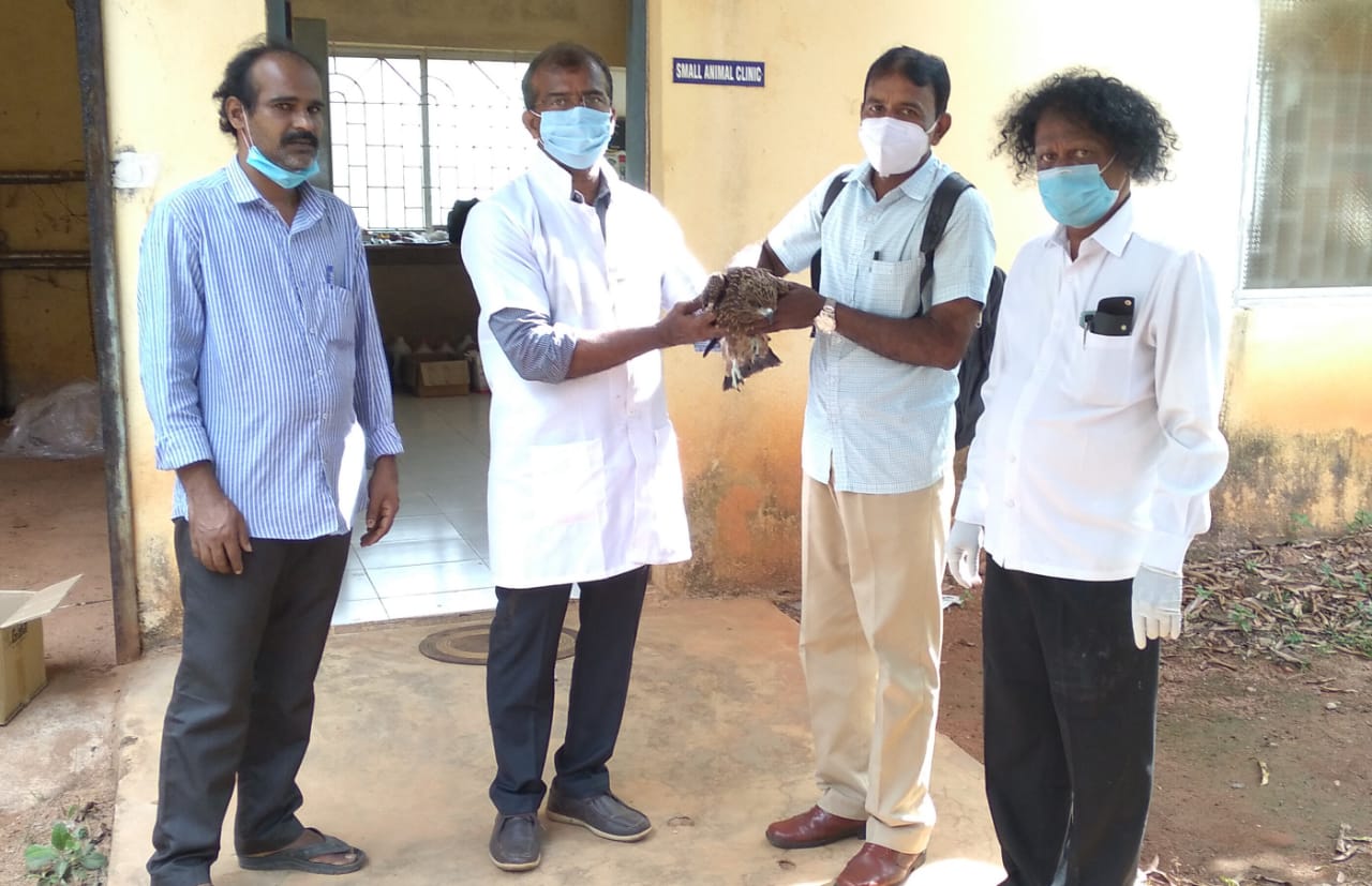 ಉಡುಪಿ : ಅಸ್ವಸ್ಥ ಹದ್ದಿನ ಗಂಟಲು ದ್ರವ ಪ್ರಯೋಗಲಯಕ್ಕೆ ರವಾನೆ