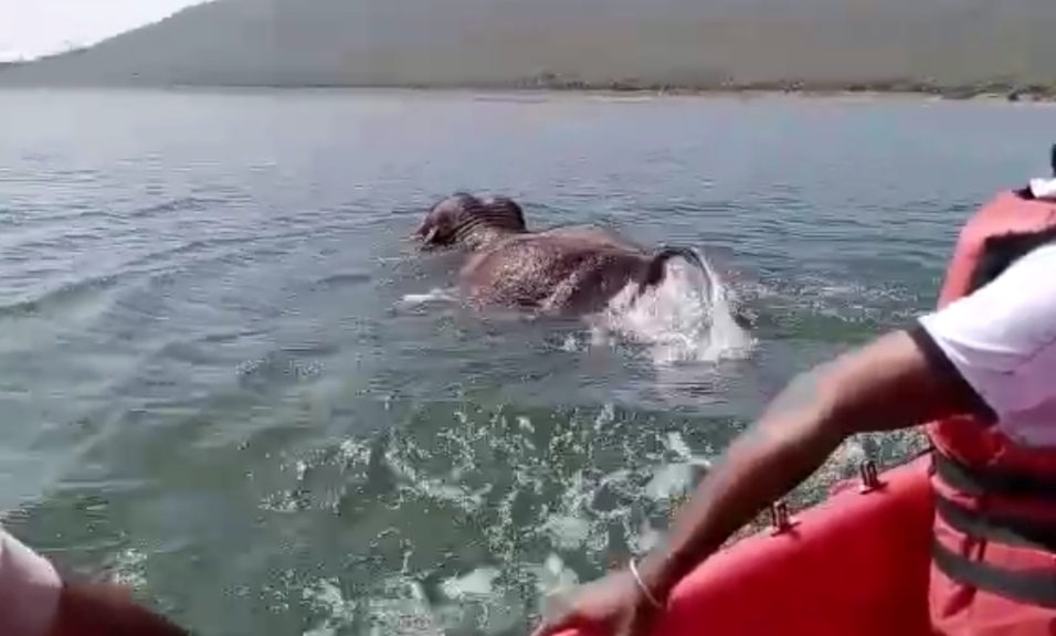ಮೀನಿಗಾಗಿ ಹಾಕಿದ್ದ ಬಲೆಯಲ್ಲಿ ಸಿಲುಕಿದ ಕಾಡಾನೆ