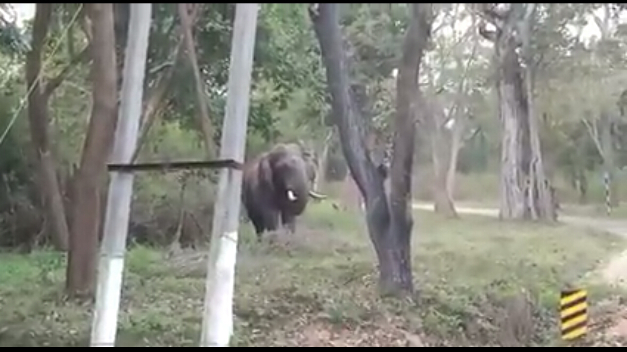 ಬಾಣಾವರದಲ್ಲಿ ಕಾಡಾನೆ ದಾಳಿ: ಮನೆಗಳಿಗೆ ಹಾನಿ