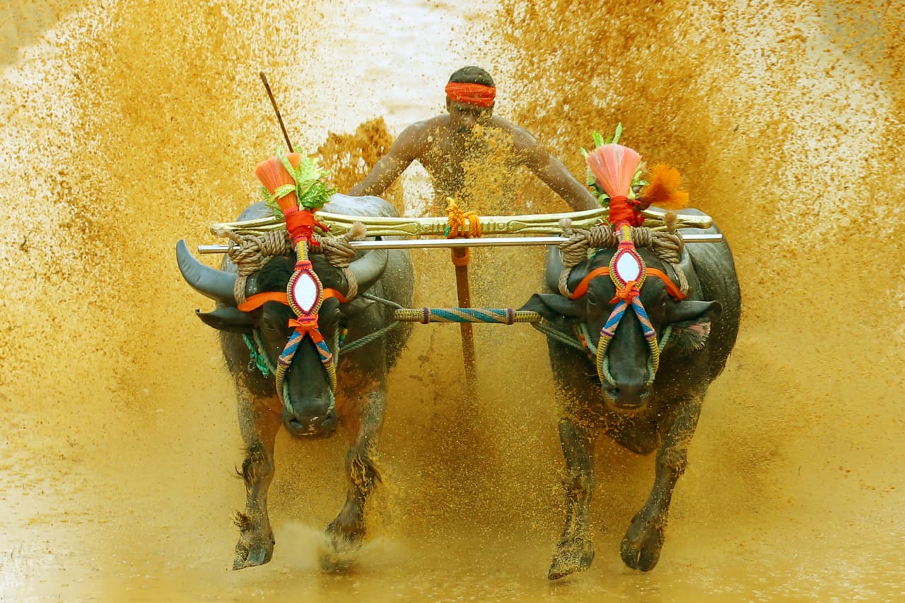 ದ.ಕ. ಜಿಲ್ಲೆಯ ಪ್ರಥಮ ವೀರ - ವಿಕ್ರಮ ಜೋಡುಕರೆ ಬಯಲು ಕಂಬಳಕ್ಕೆ ಸಂಭ್ರಮದ ಚಾಲನೆ