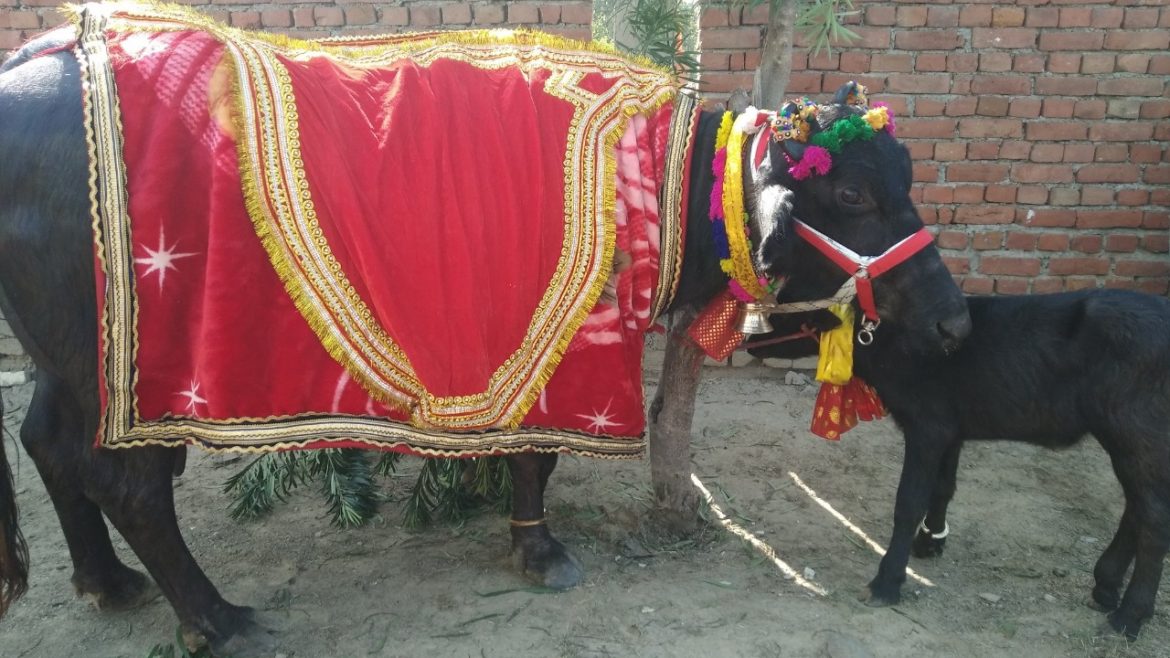 ಉತ್ತಮ ಕುಸ್ತಿಪಟುವಿಗೆ ಸಿಕ್ಕ ಉಡುಗೊರೆ ಏನು ಗೊತ್ತೇ?