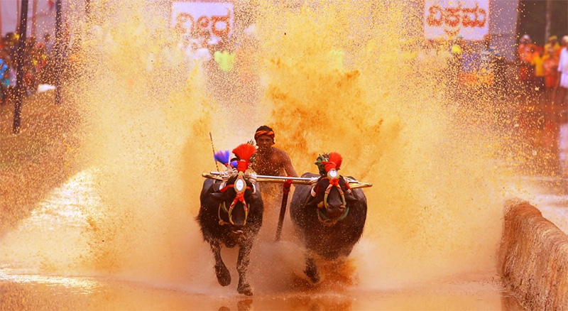 ವೀರ - ವಿಕ್ರಮ ಜೋಡುಕರೆ ಬಯಲು ಕಂಬಳದ ಫಲಿತಾಂಶ