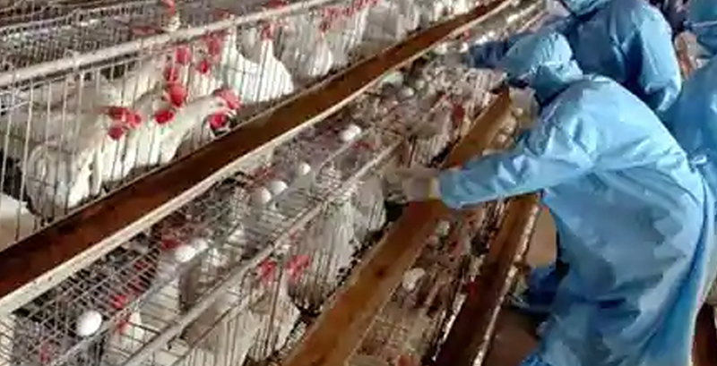 ಹಕ್ಕಿ ಜ್ವರ ರಾಜ್ಯ ವಿಪತ್ತು: ಕೇರಳ ಸರಕಾರ ಘೋಷಣೆ