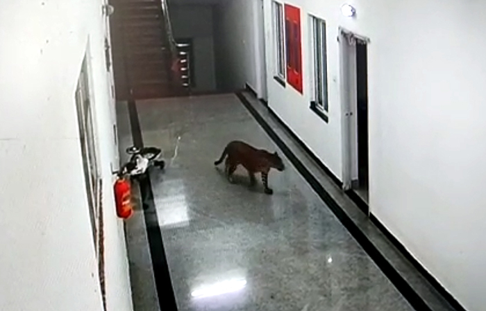 ಸರಕಾರಿ ಮೆಡಿಕಲ್ ಕಾಲೇಜಿನ ವಸತಿ ಗೃಹದೊಳಗೆ ಓಡಾಡಿದ ಚಿರತೆ: ಸಿಸಿಟಿವಿಯಲ್ಲಿ ದೃಶ್ಯ ಸೆರೆ