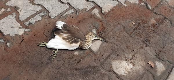 ಶಿವಮೊಗ್ಗ: ಪಾರ್ಕ್ ನಲ್ಲಿ ಹಕ್ಕಿಗಳ ಸಾವು