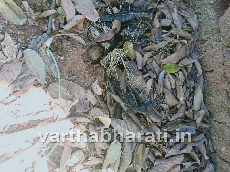 ಮಂಜನಾಡಿಯಲ್ಲಿ ಸತ್ತ ಕಾಗೆಯಲ್ಲಿ ಹಕ್ಕಿಜ್ವರ ಪತ್ತೆಯಾಗಿಲ್ಲ: ಜಿಲ್ಲಾಧಿಕಾರಿ ಡಾ. ರಾಜೇಂದ್ರ