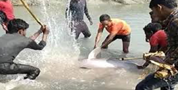 ಗಂಗಾ ನದಿಯಲ್ಲಿ ಡಾಲ್ಫಿನ್ ಮೀನನ್ನು ಹೊಡೆದು ಕೊಂದ ಯುವಕರ ತಂಡ: ವೀಡಿಯೊ ವೈರಲ್