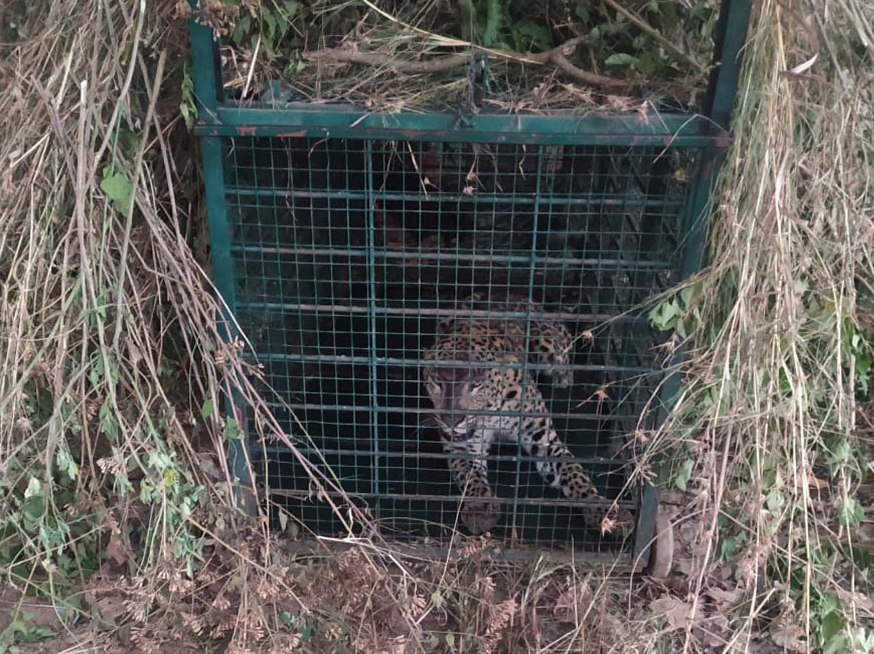 ಭೀತಿ ಹುಟ್ಟಿಸಿದ್ದ ಚಿರತೆ ಹಿಡಿಯುವಲ್ಲಿ ಅರಣ್ಯ ಇಲಾಖೆ ಸಿಬ್ಬಂದಿ ಯಶಸ್ವಿ