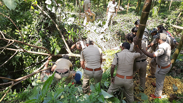 ರೆಂಜಿಲಾಡಿ: ಮರವೇರಿ ಕುಳಿತಿದ್ದ ಚಿರತೆಯ ಸೆರೆ