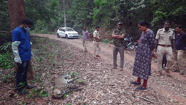 ಬೆಳಕೆ: ರಸ್ತೆ ಬದಿಯಲ್ಲಿ ಚಿರತೆಯ ಕಳೇಬರ ಪತ್ತೆ