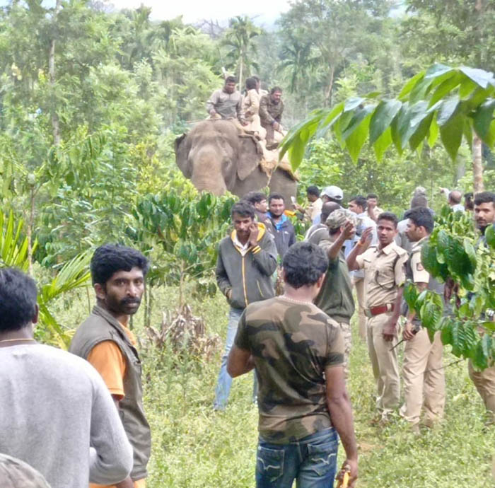 ದಕ್ಷಿಣ ಕೊಡಗಿನಲ್ಲಿ ಮತ್ತೆ ಹುಲಿ ದಾಳಿ: ಎರಡು ಹಸುಗಳು ಬಲಿ; ಮೂರ್ಛೆ ಹೋದ ಬಾಲಕಿ