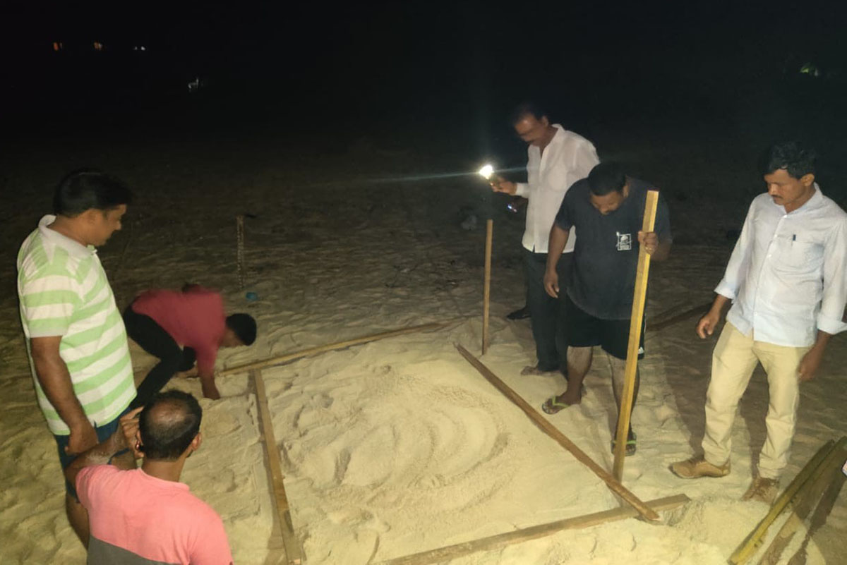 ಬೀಜಾಡಿ ಕಡಲತೀರದಲ್ಲಿ ಕಡಲಾಮೆಯ ಮೊಟ್ಟೆಗಳು ಪತ್ತೆ